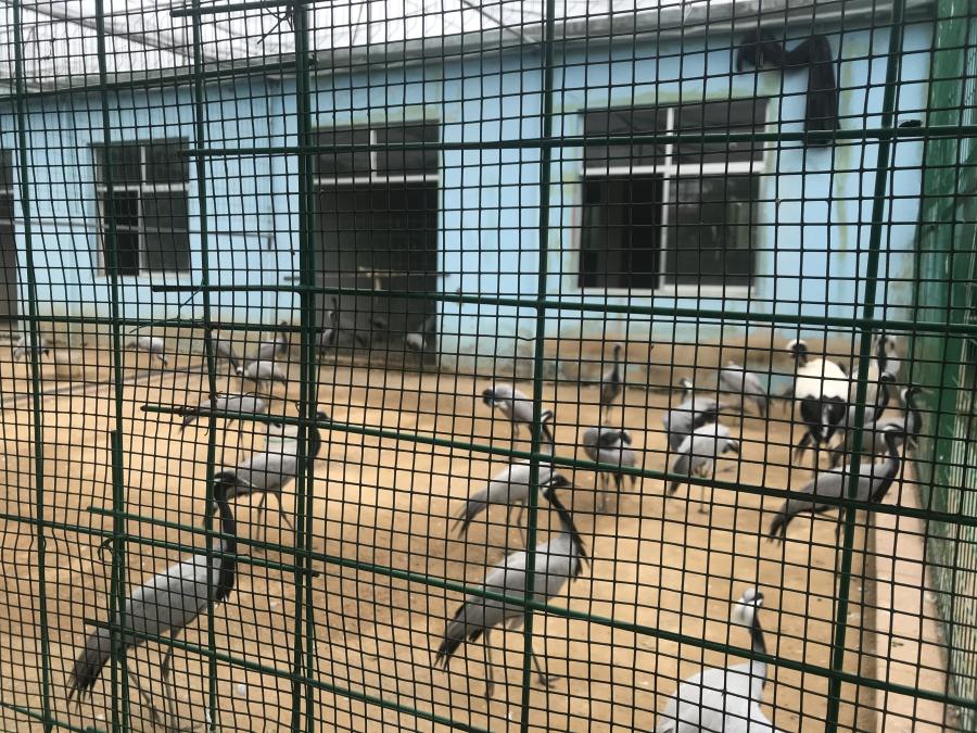 天鵝湖風景區(qū)（泰山）速覽！(圖5)