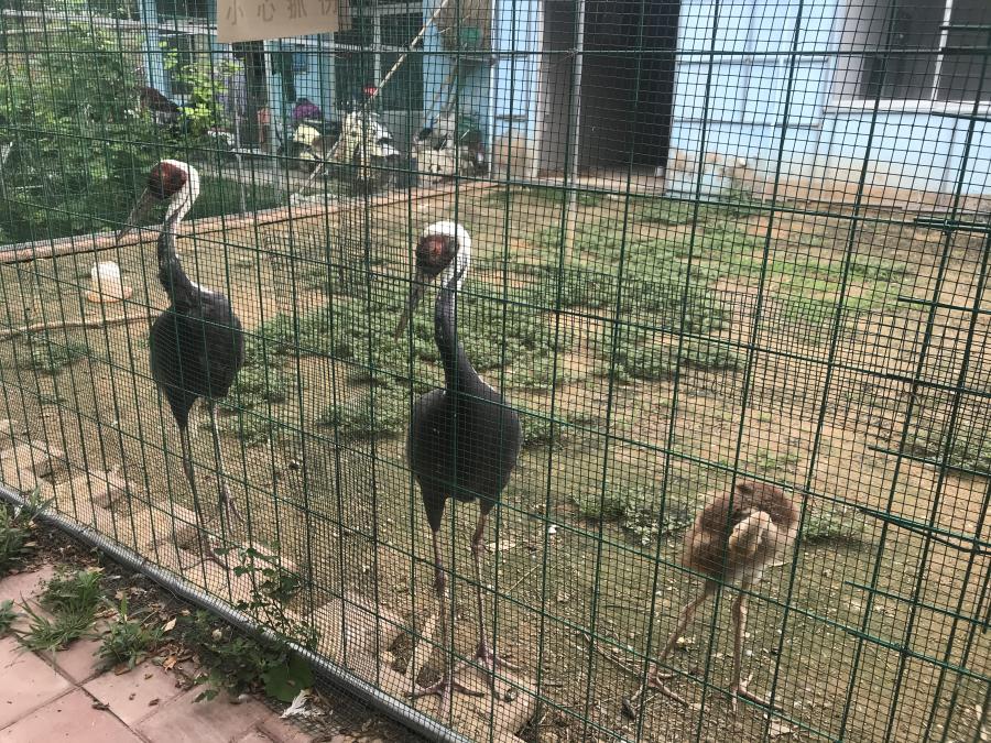 天鵝湖風景區(qū)（泰山）速覽！(圖6)