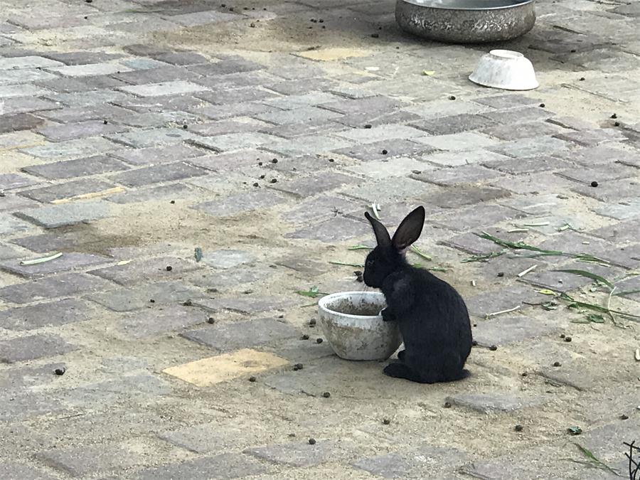 天鵝湖風景區(qū)（泰山）速覽！(圖7)