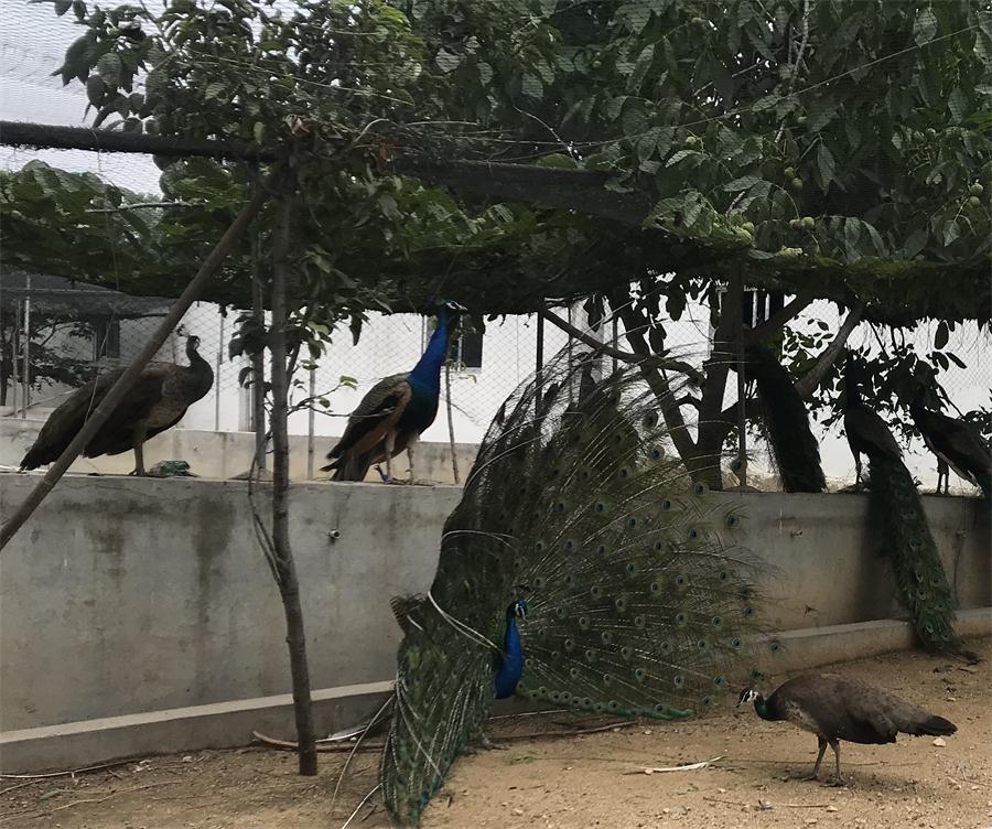 天鵝湖風景區(qū)（泰山）速覽！(圖11)