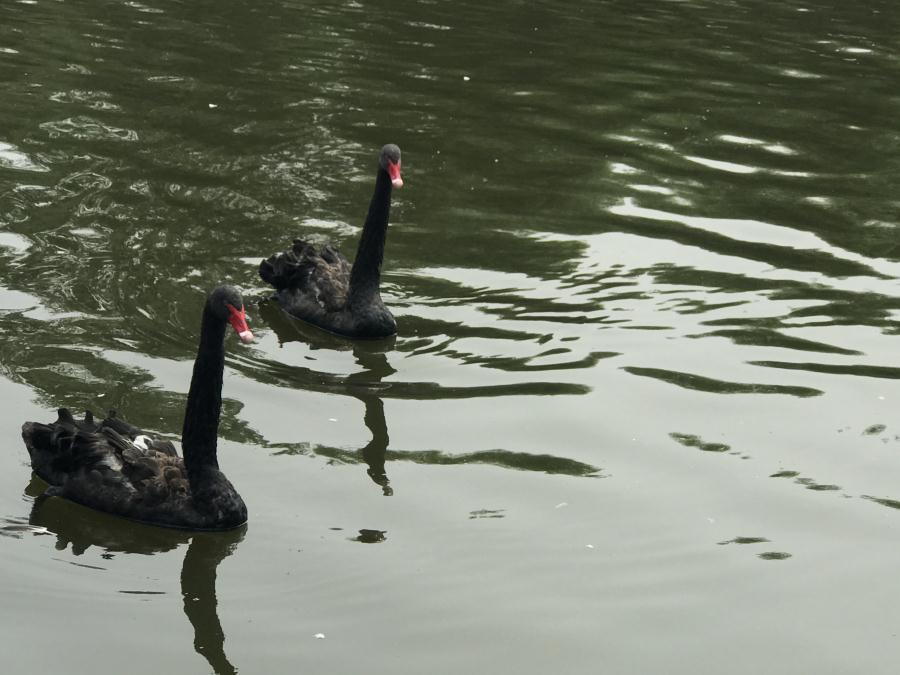 天鵝湖風景區(qū)（泰山）速覽！(圖13)