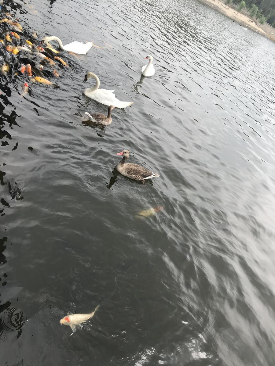 天鵝湖風景區(qū)（泰山）速覽！(圖17)