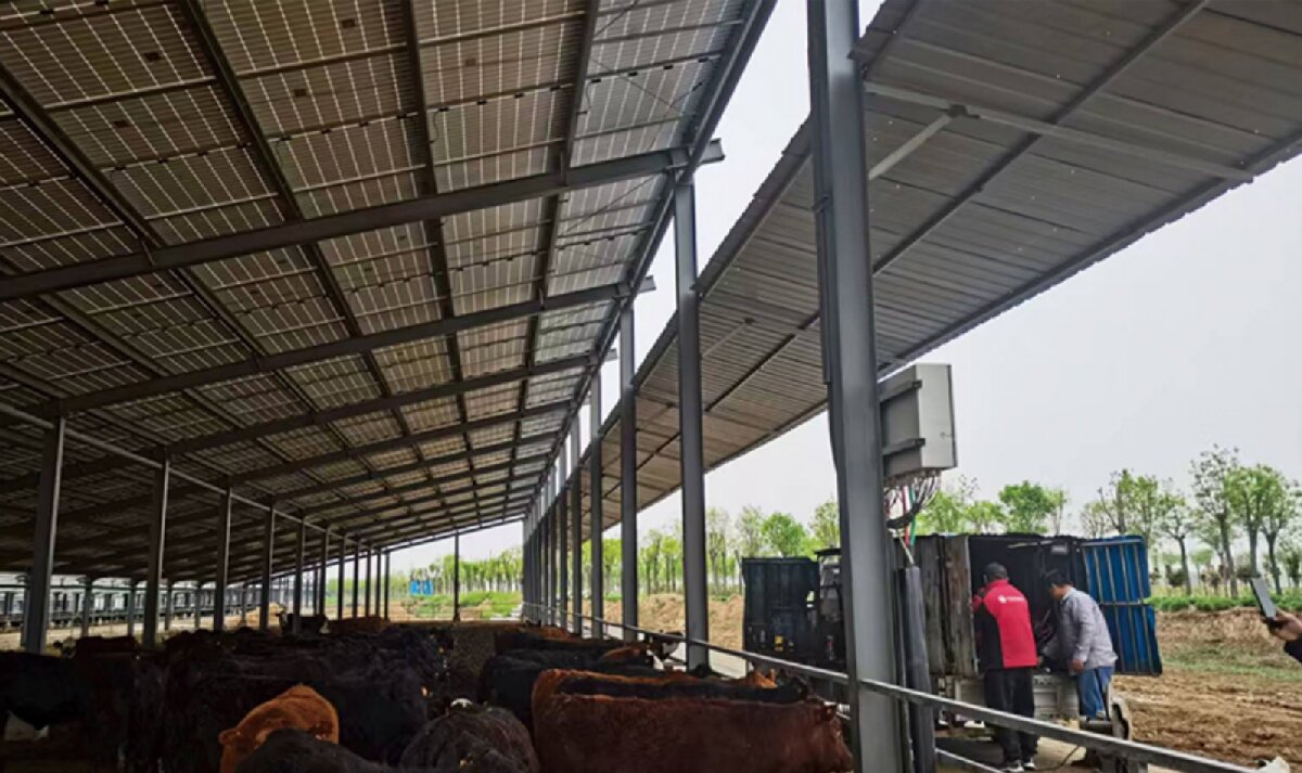 信橋鋼構(gòu)：打卡蒙陰農(nóng)業(yè)溫室大棚、青州黑牛養(yǎng)殖基地！(圖4)